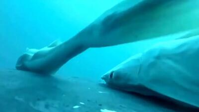  فیلم لحظات دیدنی موج‌ سواری ماهی رمورا روی نهنگ گوژپشت