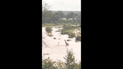 فیلم رویارویی زرافه با مرگ: روایتی نفس‌ گیر از نجات در رودخانه