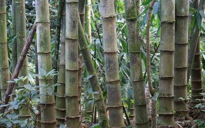  معرفی گیاه بامبو؛ خواص و فواید خیزران (مصارف تزیینی و ...)