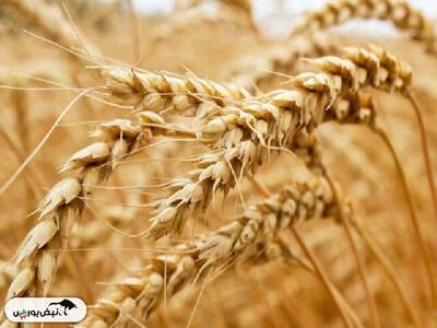  تغییر قیمت گندم جدی شد؟