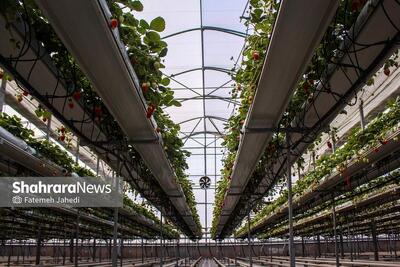 ۴۷ درصد از گلخانه‌های استان، غیرفعال هستند | خراسان رضوی، قطب جدید کنترل کیفیت میعانات گازی می‌شود