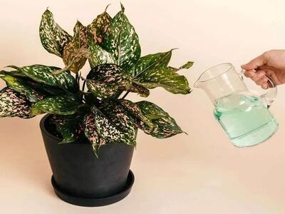 بهترین کود برای رشد سریع گیاهان آپارتمانی