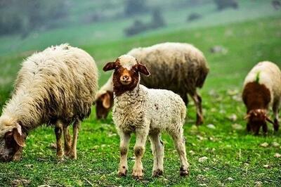 قیمت دام زنده امروز شنبه ۶ دی ۱۴۰۴ + جدول