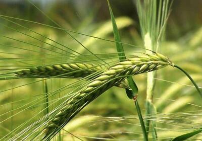  ۶۲۰۰ هکتار از زمین‌های گیلان زیر کشت گندم و جو رفت