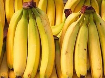  پلیس اصفهان ۴۳ تن موز قاچاق در شهرضا کشف و ضبط کرد