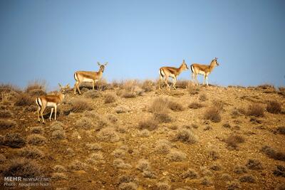 ۳ منطقه جدید به مناطق تحت حفاظت سازمان محیط‌زیست اضافه شد