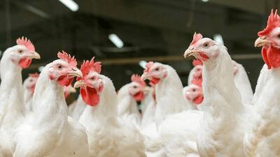  دامپزشکی اردبیل هشدار داد/ آنفلوانزای فوق‌حاد پرندگان در کمین است