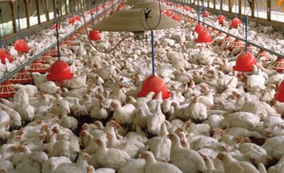 زنگ خطر مرغ ۴۰۰ هزار تومانی به صدا در آمد/ جزئیات