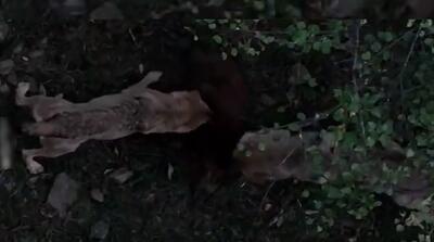 شکار گراز توسط گرگ‌ها در ارتفاعات مازندران