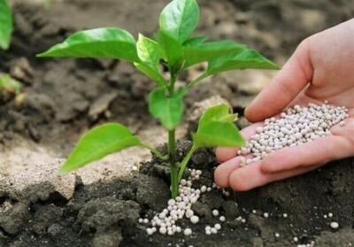 کرمانشاه کمبود کود اوره و پتاس ندارد‌ - تسنیم