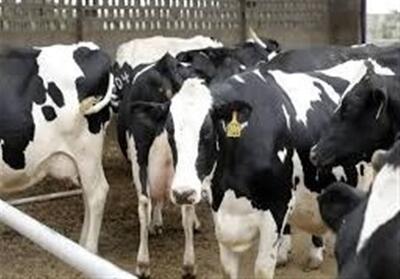 تب برفکی تولید شیر و گوشت را 20 درصد کاهش داد - تسنیم