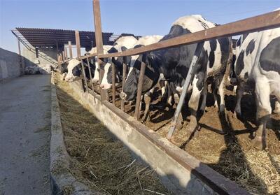 اسلامشهر در آستانه بحران دامداری؛ آخور گاوها خالی است، دولت تکلیف خود را با نهاده‌ها روشن کند   فیلم - تسنیم