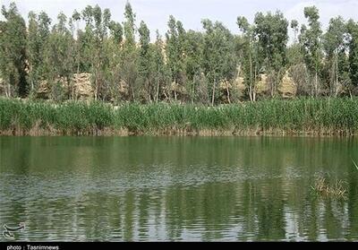 تالاب بیشه‌دالان در مسیر احیا؛ از پرورش گاومیش تا کشت گیاهان دارویی - تسنیم