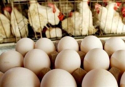 رشد چشمگیر 69 درصدی تولید تخم مرغ صنعتی در کهگیلویه و بویراحمد - تسنیم