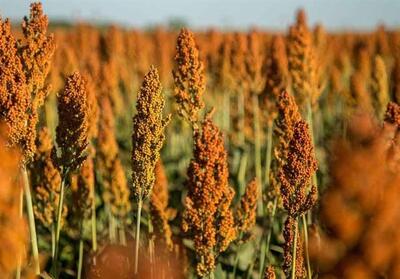 «نجات آب» ــ 48 | ترویج کشت‌های نوین مقاوم به خشکی؛ مانند سورگوم - تسنیم