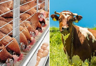 100 درصد سهمیه ذرت و جو و 50 درصد سهمیه سویا آذر توزیع شد - تسنیم