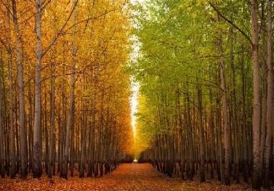 زراعت چوب در 5800 هکتار از اراضی گلستان - تسنیم