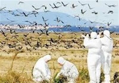 پایش روزانه در کنترل بیماری آنفلوانزای فوق حاد پرندگان - تسنیم