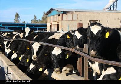 شناسایی نخستین مورد مشکوک سویه آفریقایی تب برفکی در نیشابور - تسنیم