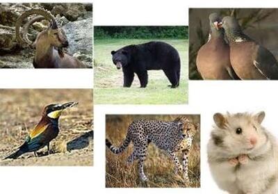 سرشماری گونه‌های قوچ، میش، کل و بز وحشی در‌ شمال ایران - تسنیم