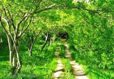 رکوردشکنی باغداران ایلامی/ برداشت 3100 تن محصول به ارزش 3670 میلیارد - تسنیم