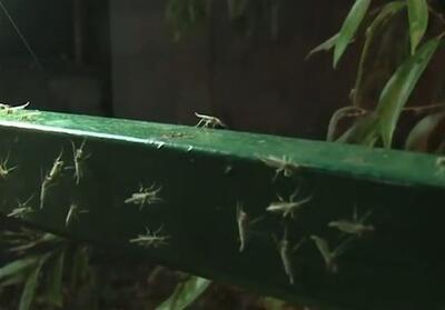 هسته‌ای در کشاورزی ــ 68 | کاربرد فناوری هسته‌ای در کنترل کنه و سفیدبالک گلخانه‌ای - تسنیم