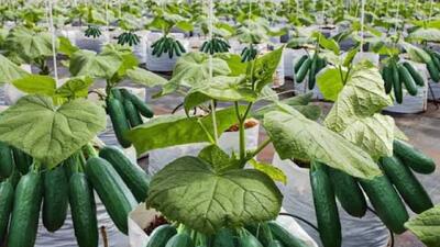  برداشت ۲۵۰۰تن محصول گلخانه‌ای در هیرمند