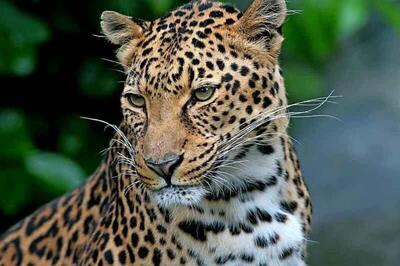  بازیگوشی دو پلنگ ایرانی در جنگل‌های سوادکوه/ ویدئو