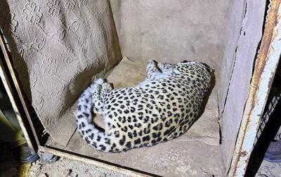 زنده‌گیری پلنگ سرگردان در شهمیرزاد