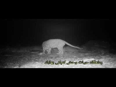 ثبت تصاویری کم نظیر از حضور پلنگ ایرانی در پناهگاه حیات‌وحش کم‌کی بهاباد