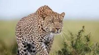  بازیگوشی دو پلنگ ایرانی در جنگل‌های سوادکوه