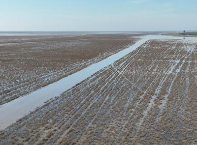 تالاب میانکاله در معرض خطر آلودگی