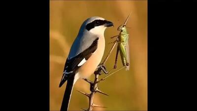 خشن‌ترین و بی رحم‌ترین پرنده ایران را بشناسید | پرنده‌ای که طعمه را زنده به سیخ می‌کشد (فیلم)