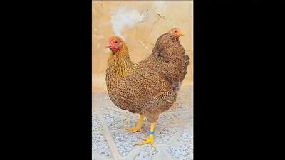  مرغ ویاندوت | زیباترین نژاد مرغ زینتی در جهان (فیلم)