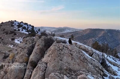 حمله عقاب به دوربین صداوسیما در خراسان شمالی
