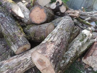  کشف ۶ تُن چوب قاچاق در زیرکوه