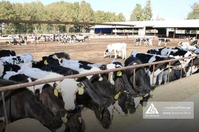 «زشریف» به فروش 190 میلیارد تومانی رسید