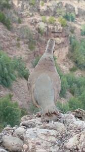  کلیپ آواز خواندن کبک در کوه