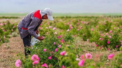  ثبت جهانی اسانس گل محمدی؛ ضرورت تقویت موضع حقوقی ایران