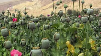 زمان کشت گیاهان مخدر پایه در ایران اعلام شد/ پیشنهاد کشت شقایق الیفرا و شاهدانه به رئیس‌جمهور