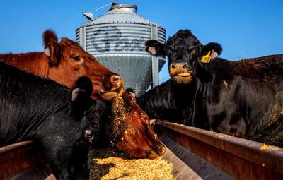 دامدارانی که هنوز حامی ترامپ‌اند