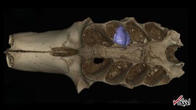  غاری باستانی در کارائیب راز زنبورهایی را فاش می‌کند که درون استخوان‌ها لانه می‌ساختند