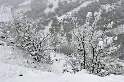 ببینید/ تصاویری از شدت بارش برف در گذرگاه‌های مرزی عراق و ایران و ترکیه