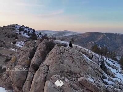 لحظه حمله عقاب طلایی به پهپاد تصویربردار در خراسان شمالی
