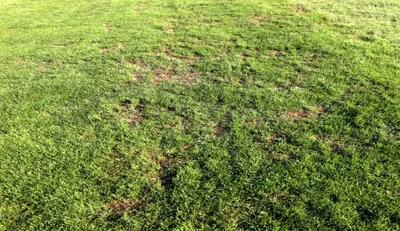 فاجعه‌ای به نام چمن شهر قدس