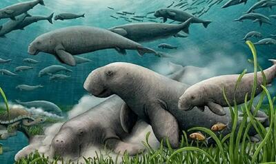 کشف گاو دریایی ۲۱ میلیون ساله در خلیج فارس