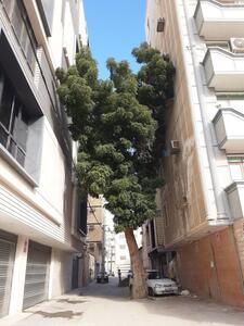 کار تحسین‌برانگیز معماران در بندرعباس