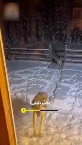  هشدار به ساکنان این شهر / مراقب گرگ های گرسنه باشید + فیلم