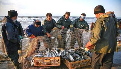  صید بیش از ۵۰۰ تن ماهی استخوانی از دریای خزر در گیلان تاکنون
