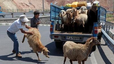 قیمت جدید دام زنده در کشور 1404/10/07